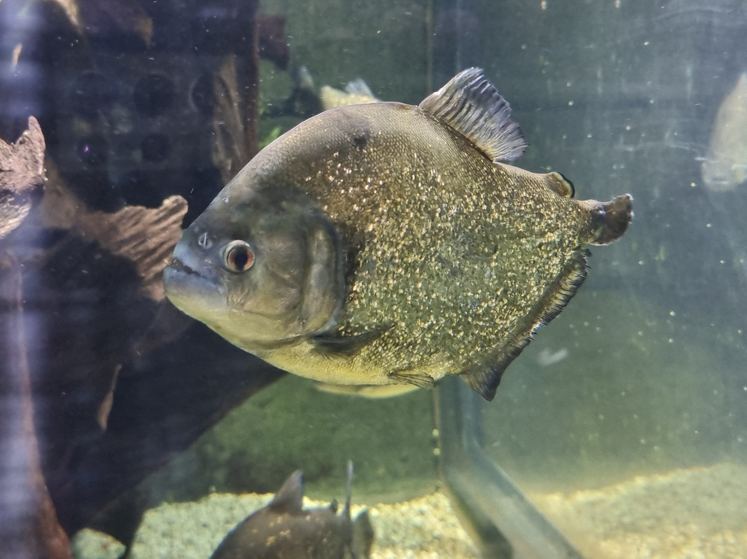 SEA LIFE Konstanz-康士坦茨必去景点