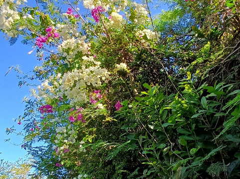 Dominica Botanic Gardens-罗索必去景点