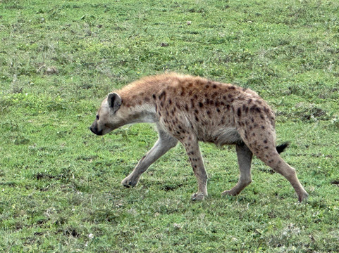 Lion King Adventures-阿鲁沙必去景点