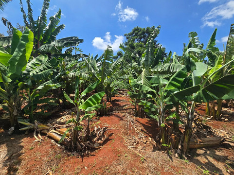 Fairview Coffee Estate-内罗毕必去景点