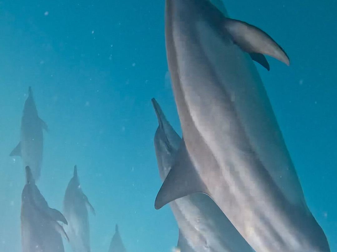 Dream Dolphin-黑河必去景点