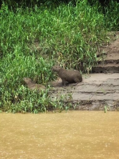 Finca Sachavacayoc lodge-官方