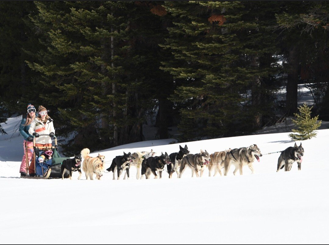 Snow Buddy Sled Dog Adventures-斯廷博特斯普林斯必去景点