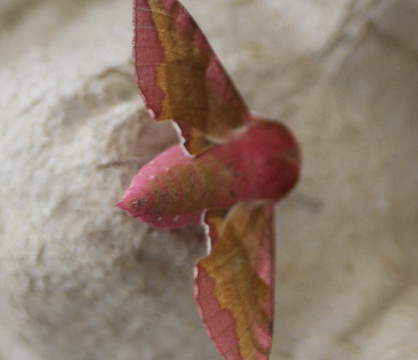 Westerlands-Graffham必去景点