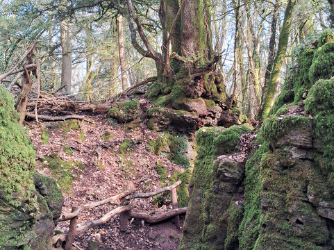 Puzzlewood-Coleford必去景点
