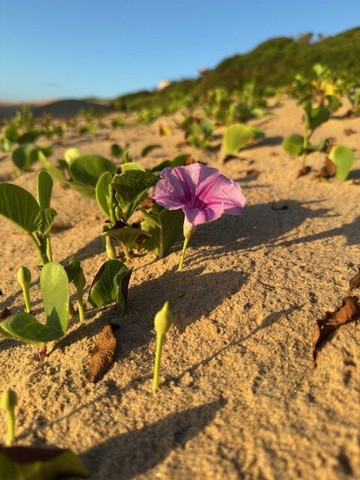 Dél-afrika-mozambik-尼斯普鲁特必去景点