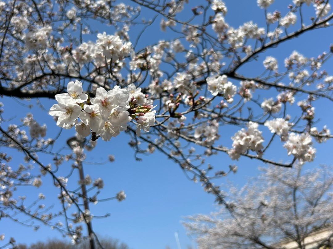 Maebashi Park-前桥县必去景点