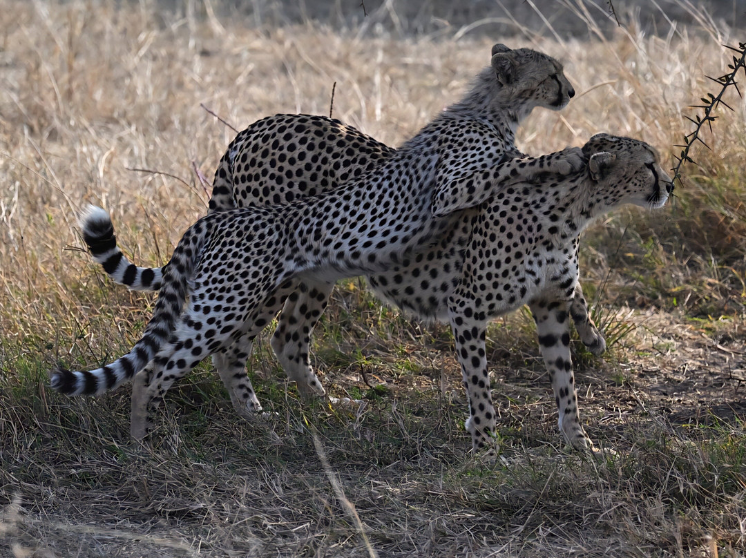 2 day's Tarangire & Ngorongoro Crater Safari