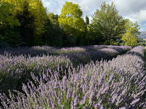 瓦纳卡薰衣草农场-瓦纳卡必去景点