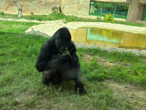 Al Ain Zoo 2017 2018 2019-艾因市必去景点
