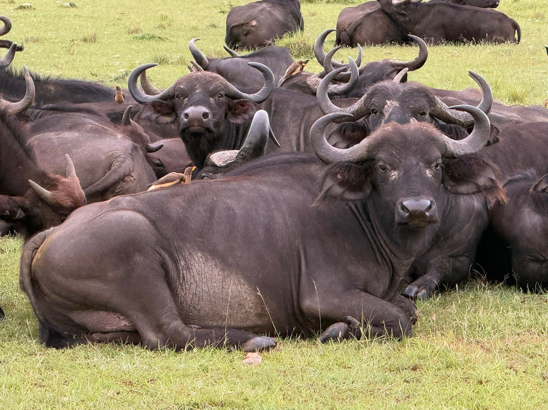 JT Safaris-迪亚尼必去景点