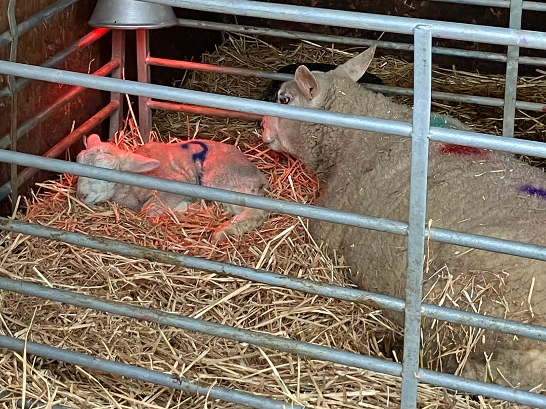 Foxholes Farm Shop & Butchery-Hertford必去景点