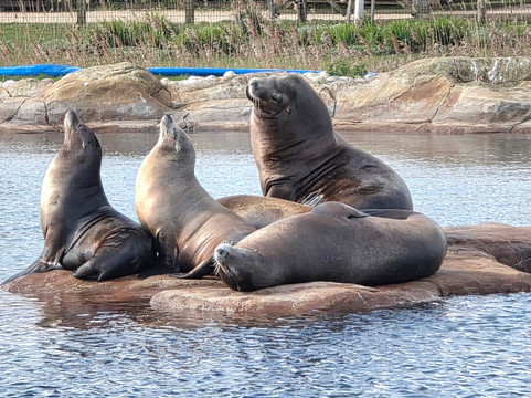 Yorkshire Wildlife Park-Auckley必去景点