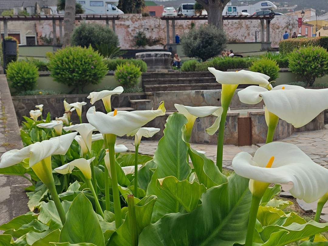 Valle de La Orotava-德拉克鲁兹索尔港必去景点