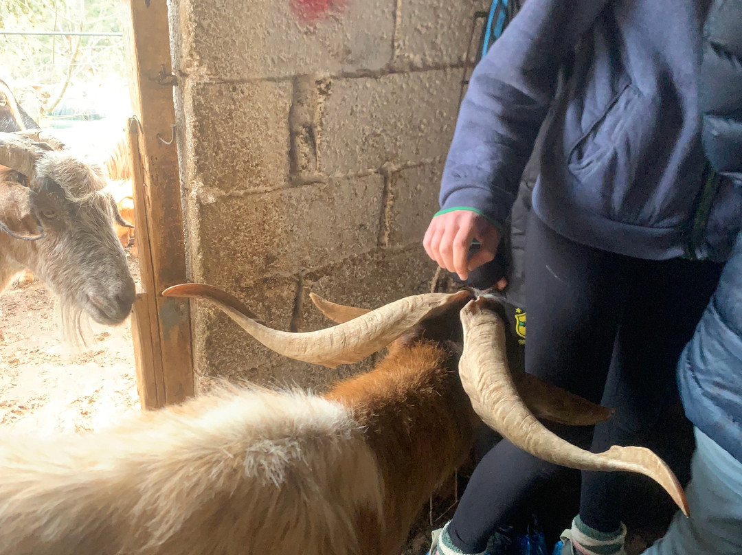 Sofie's Goat Farm-Argos必去景点