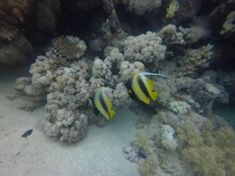ORCA Dive Club Coral Garden-Safaga必去景点