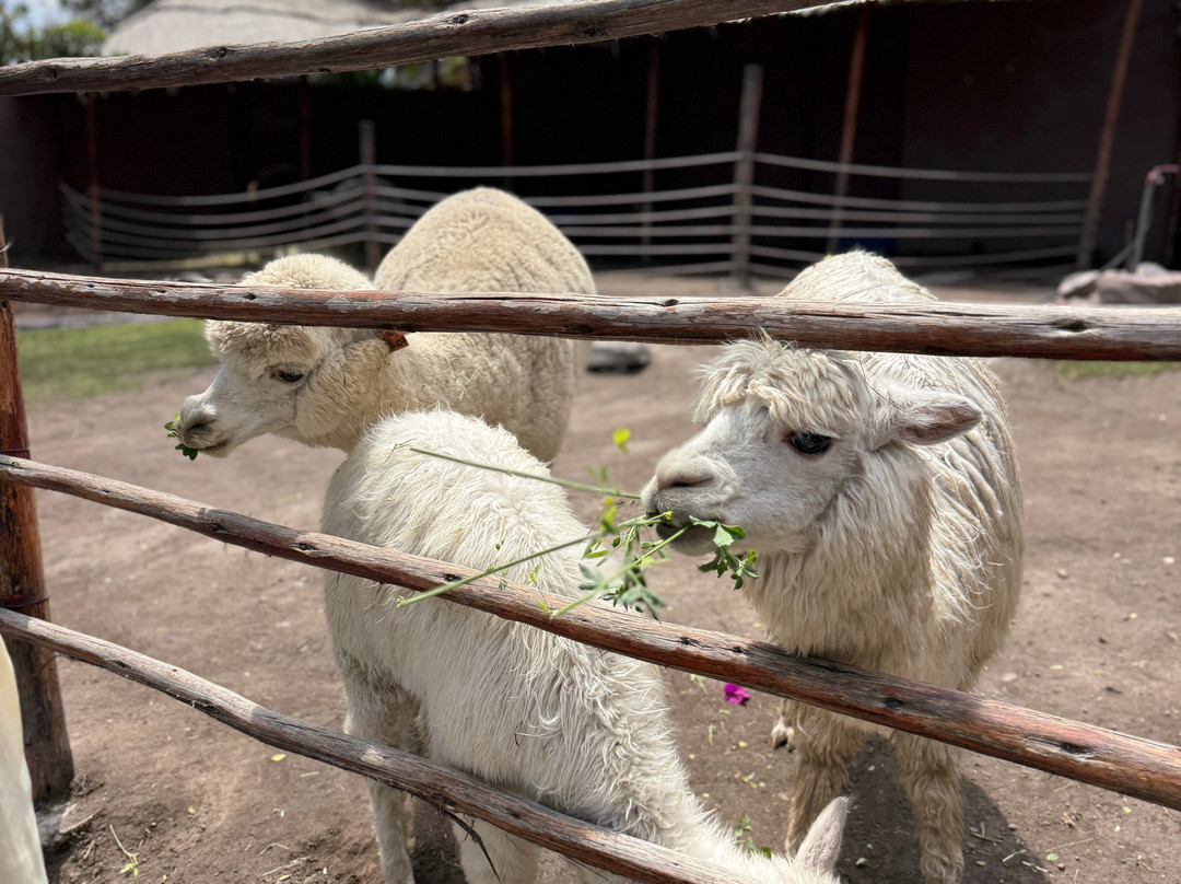 Mundo Alpaca Arequipa-阿雷基帕必去景点