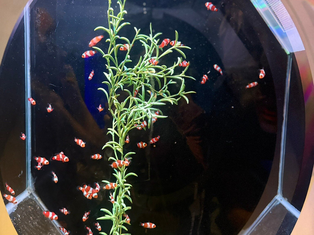 Oceanic Aquarium-康泊琉海水浴场必去景点