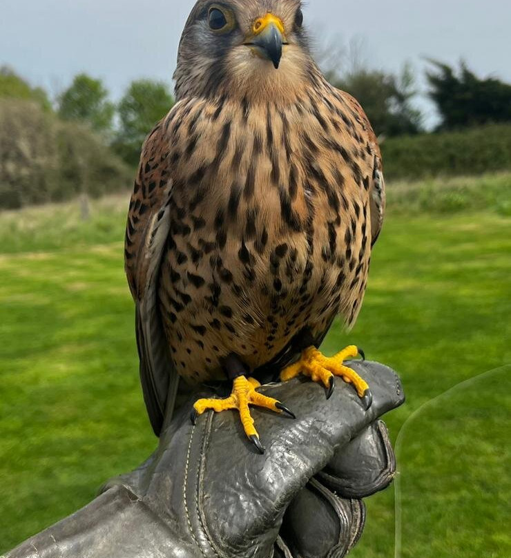 Feathers and Fur Falconry Centre-布拉克内尔必去景点