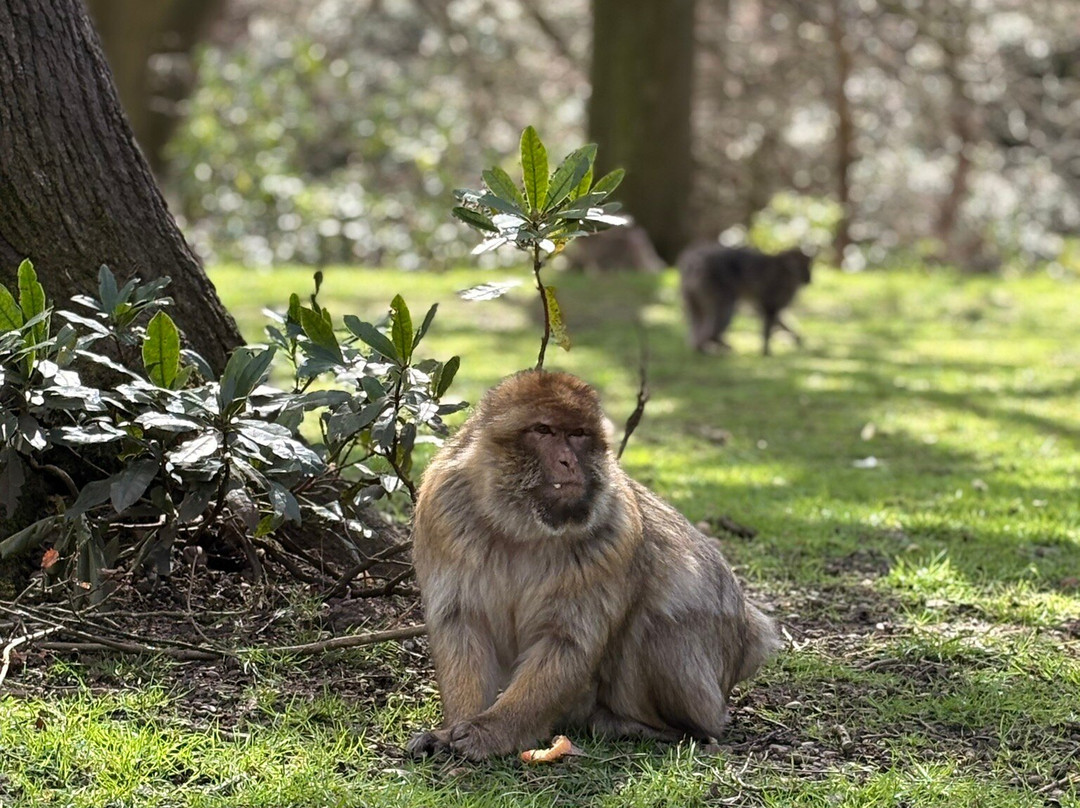 Trentham Monkey Forest-特伦特河畔斯托克必去景点