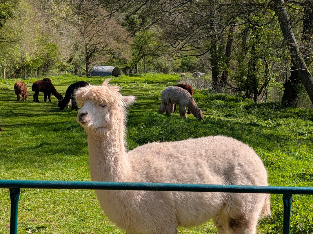 Bell Farm Alpacas-Pensford必去景点