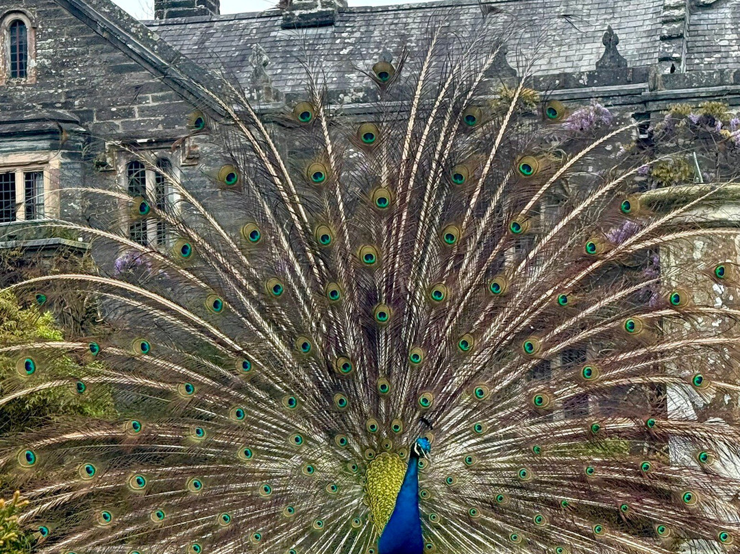 Gwydir Castle-Llanrwst必去景点
