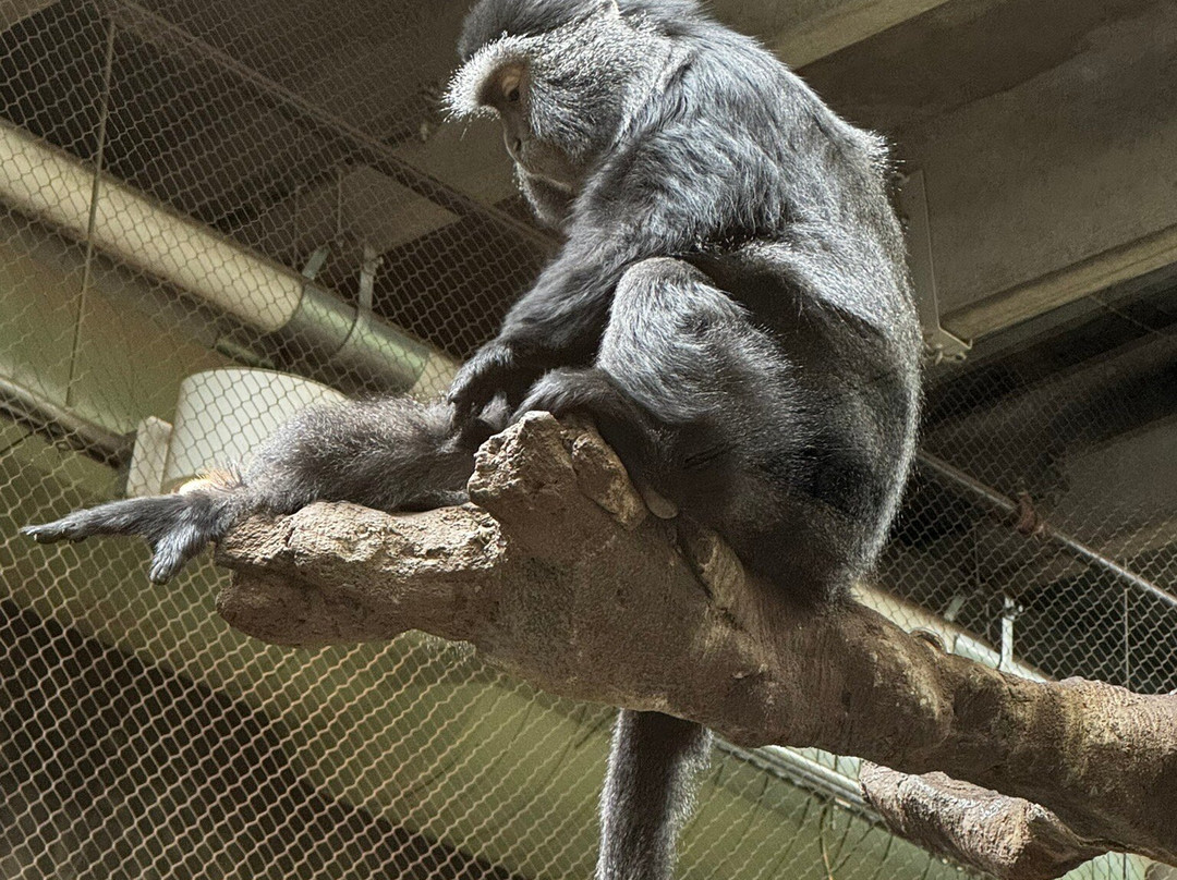 Kansas City Zoo & Aquarium-堪萨斯城必去景点