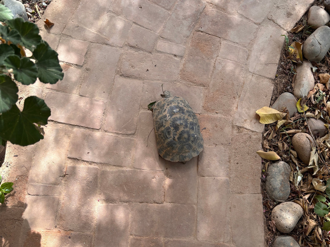 La Maison Anglaise Garden Ecolodge主图