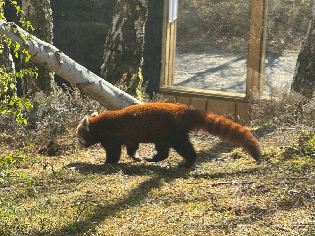 Highland Wildlife Park-Kincraig必去景点