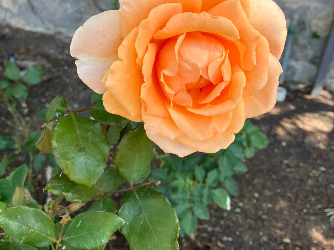El Paso Municipal Rose Garden-埃尔帕索必去景点