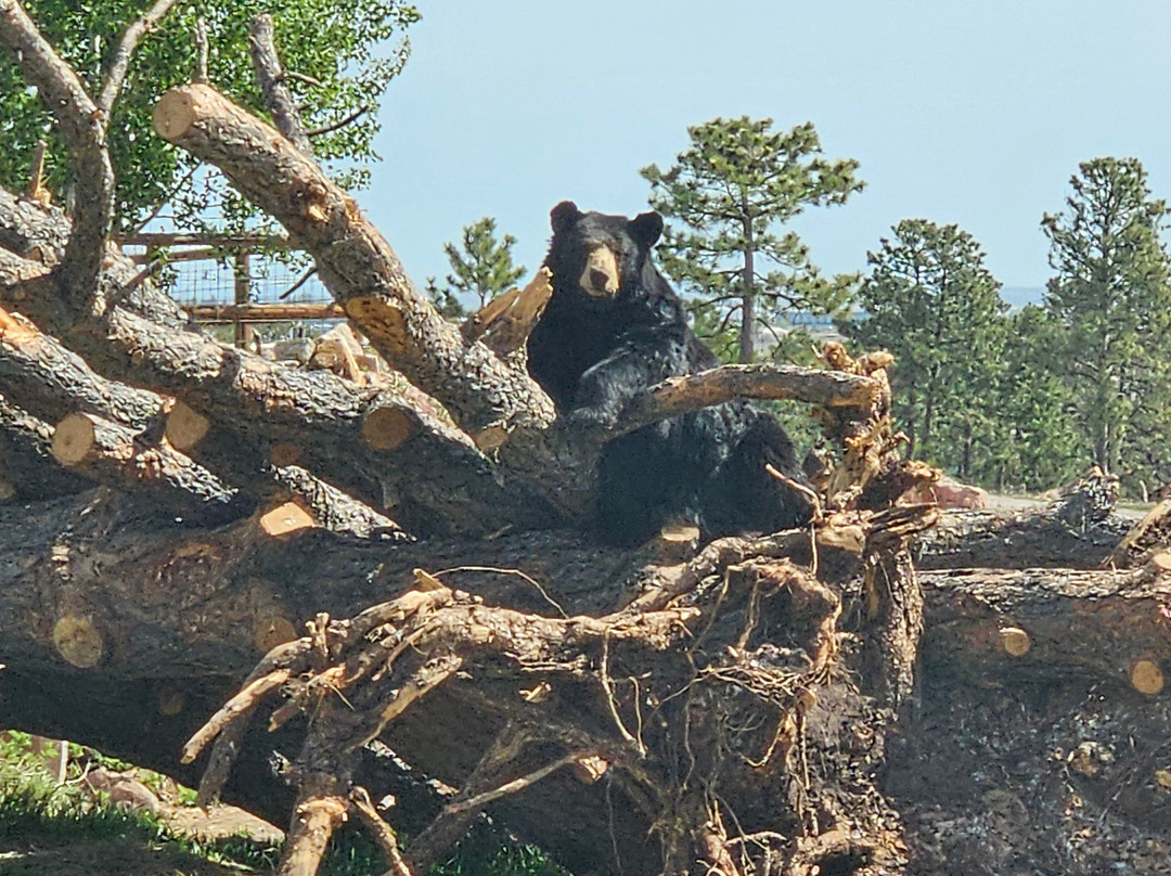 Bear Country USA-拉皮德城必去景点