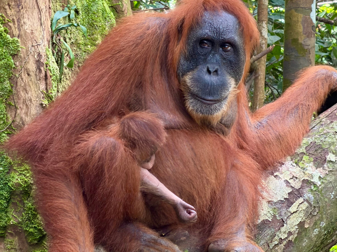 Sumatra Orangutan Explore-武吉拉旺必去景点
