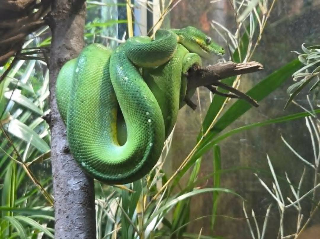 Sydney Zoo-布莱克敦必去景点
