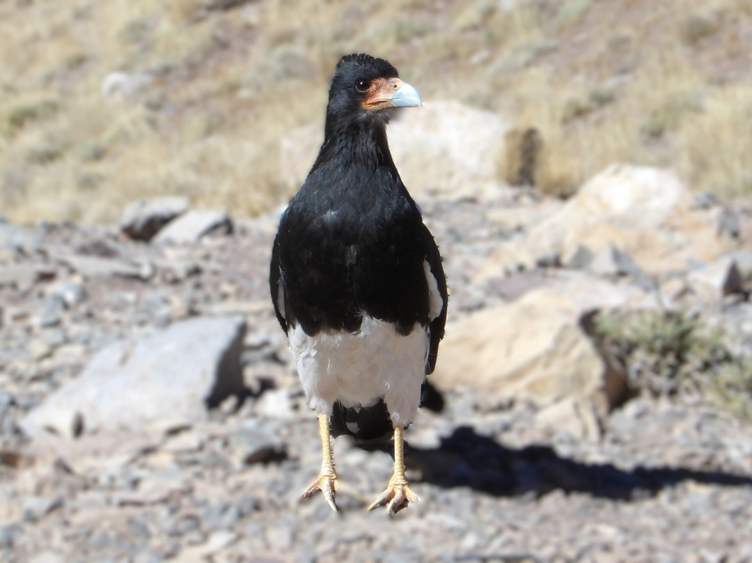 Parque Provincial Aconcagua-门多萨必去景点