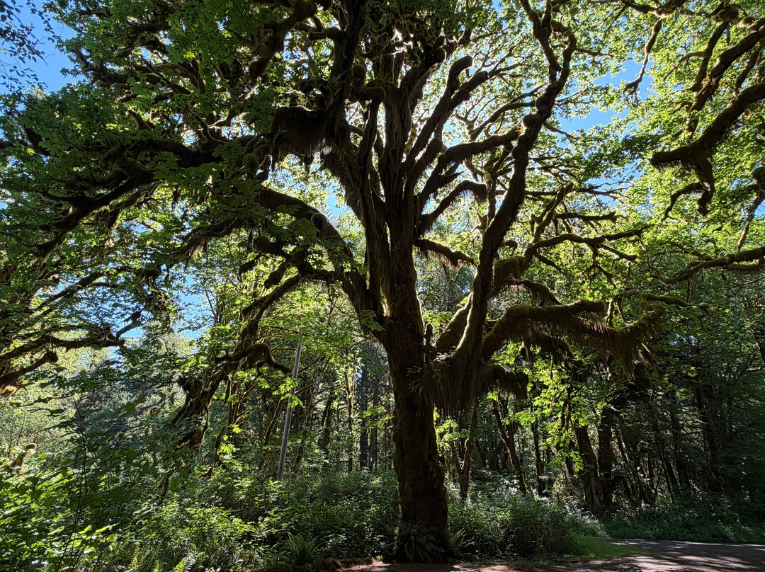 Quinault Rain Forest-奥林匹克国家公园必去景点