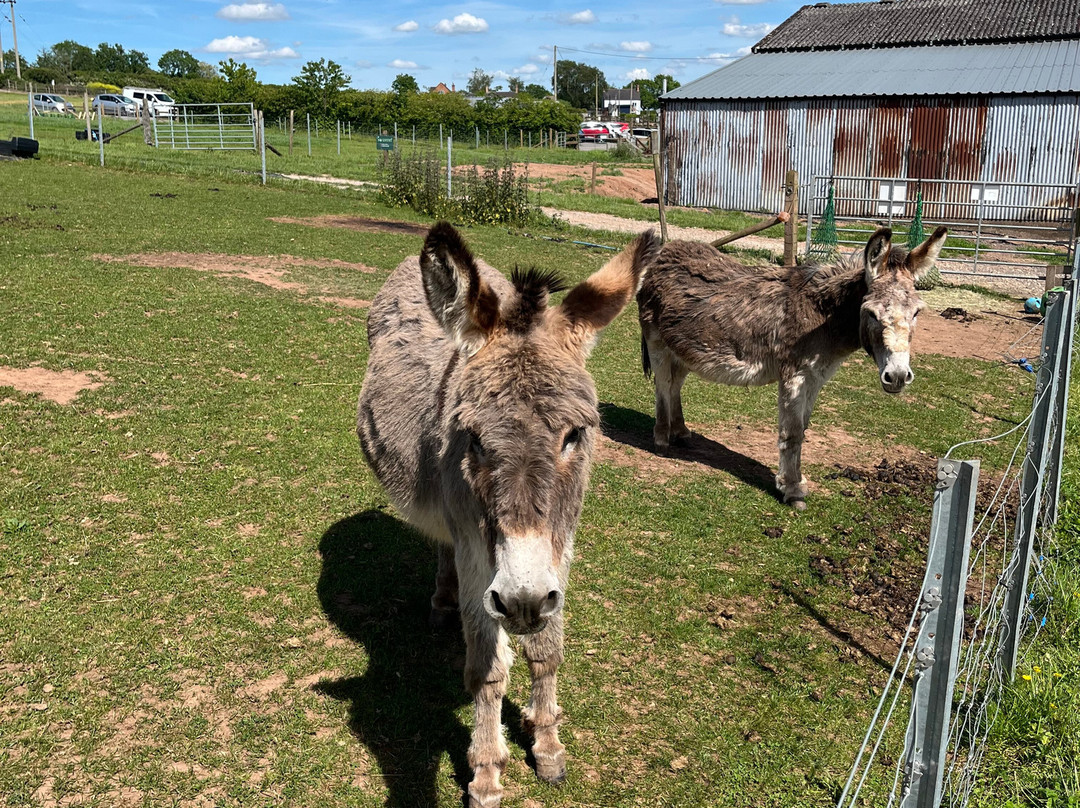 Charnwood Forest Alpacas-Boundary必去景点