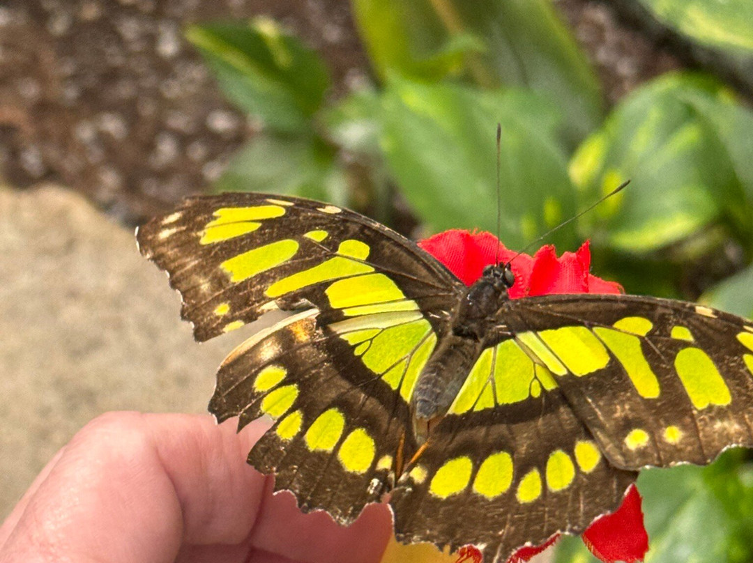 The Butterfly Palace-布兰森必去景点