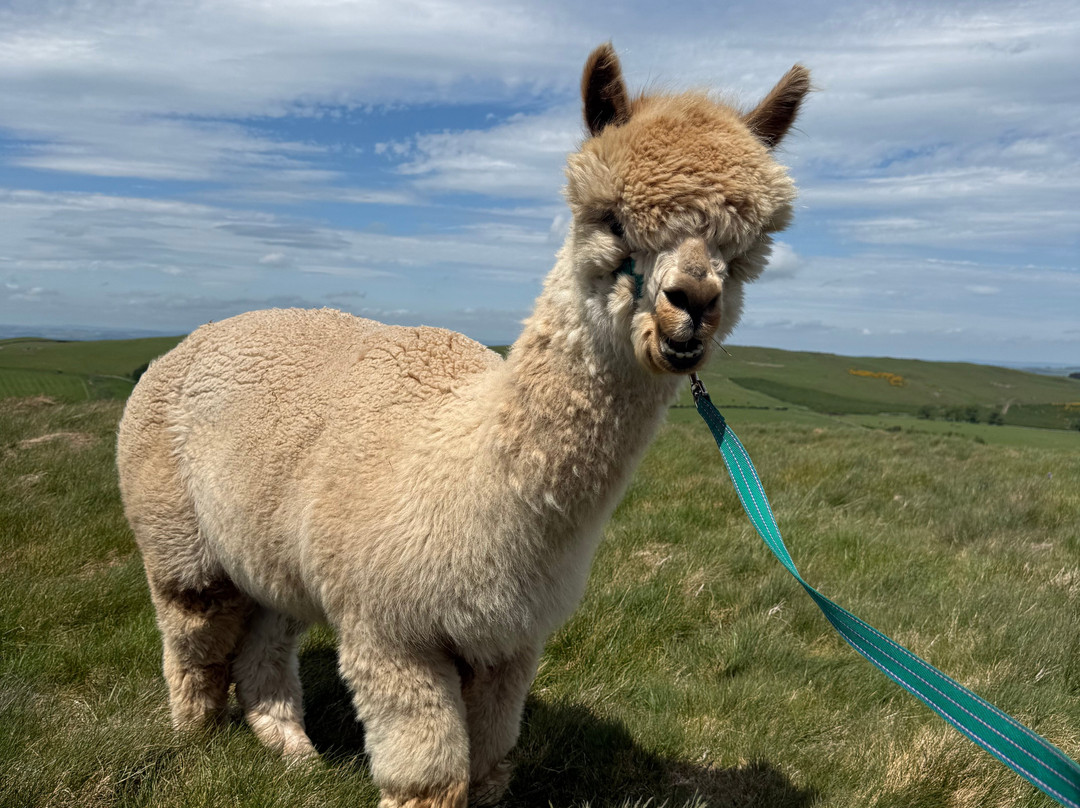 Beirhope Alpacas-Hownam必去景点