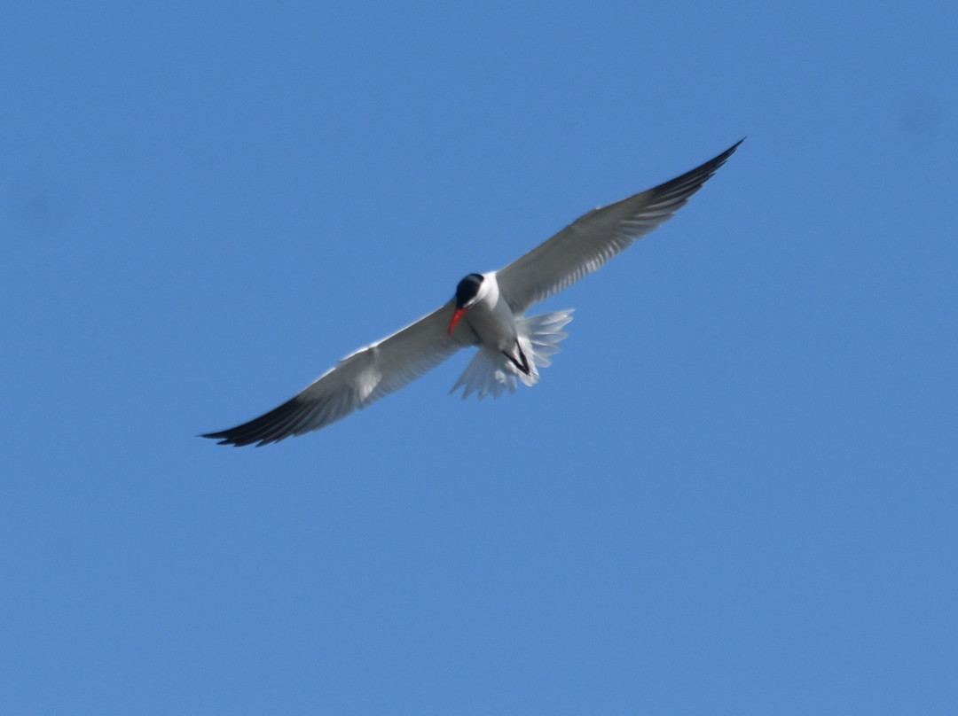 Alabama Coastal Birding Trail-格尔夫海岸必去景点