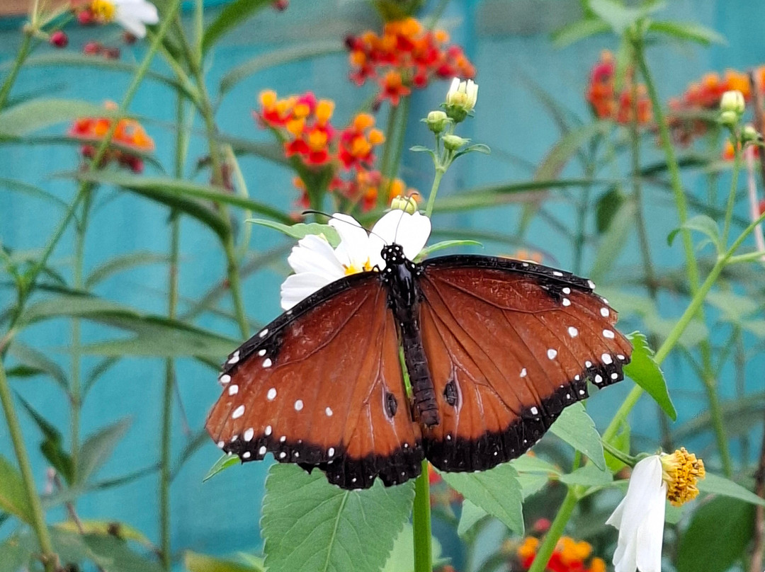 Guys Butterfly House-St Hilary必去景点