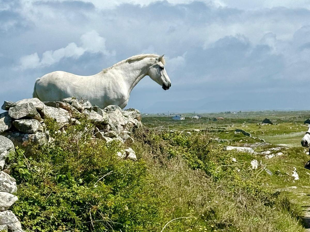 Connemara Equestrian Escapes-Moycullen必去景点