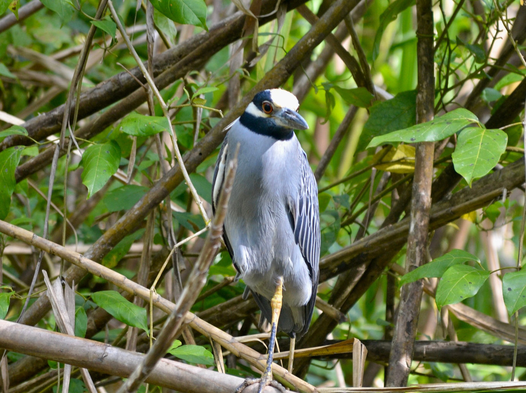 Tortuguero Canal-利蒙港必去景点