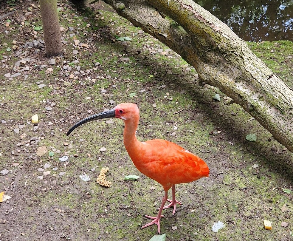 Tropical Birdland-Desford必去景点