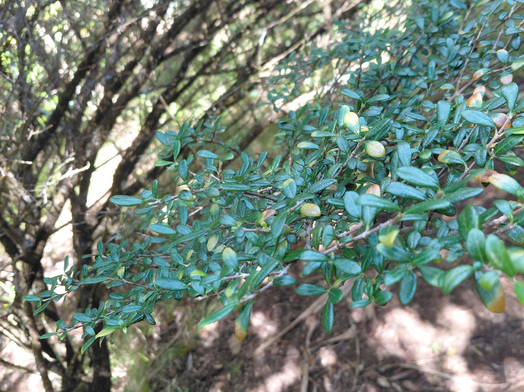 Grande Montagne Nature Reserve-罗德里格斯岛必去景点