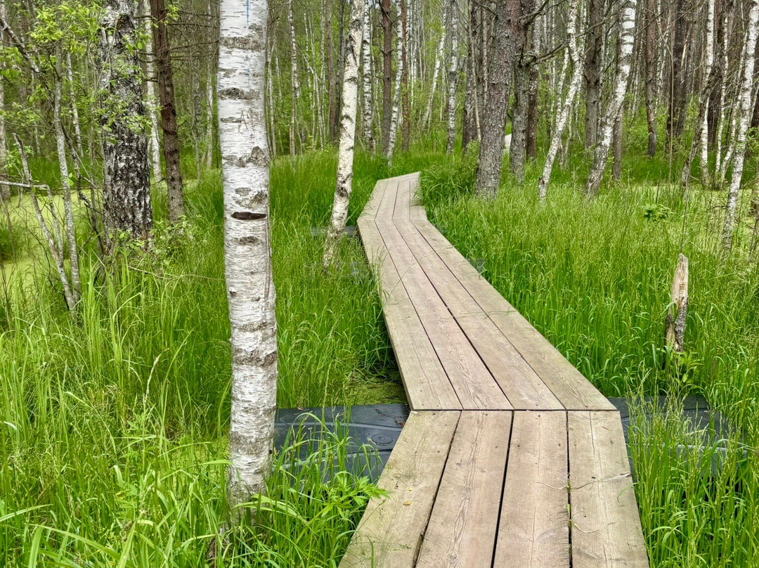 Nature Study Trail in Paaskula Bog-塔林必去景点