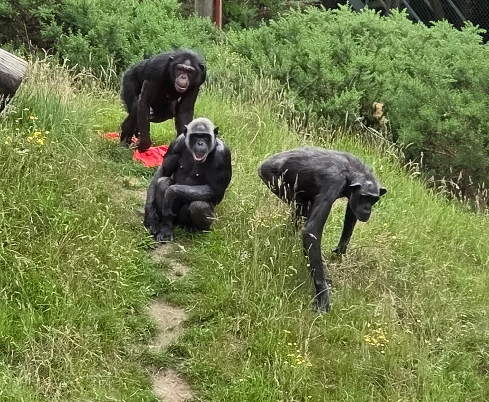 Monkey World-韦勒姆必去景点