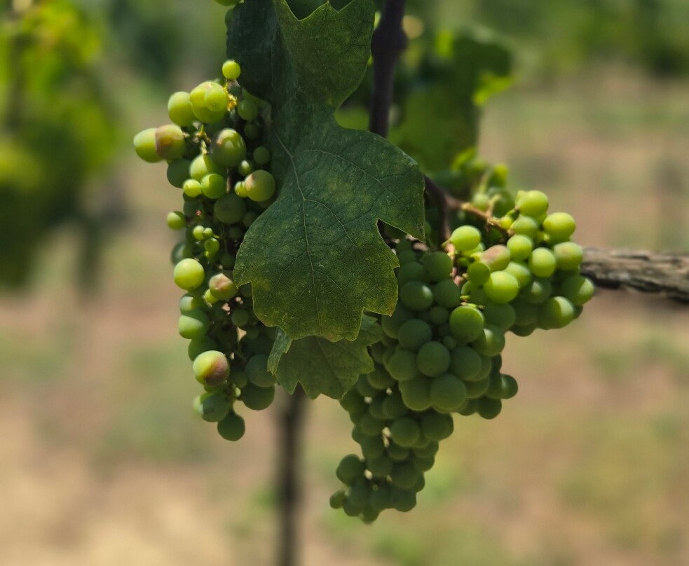 Abaia Winery & Vineyard-杜勒斯必去景点