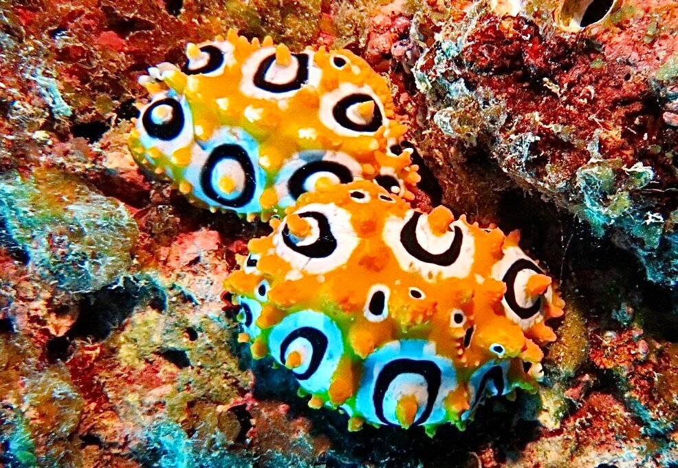 Orca Dive Club - Pereybere-Pereybere必去景点