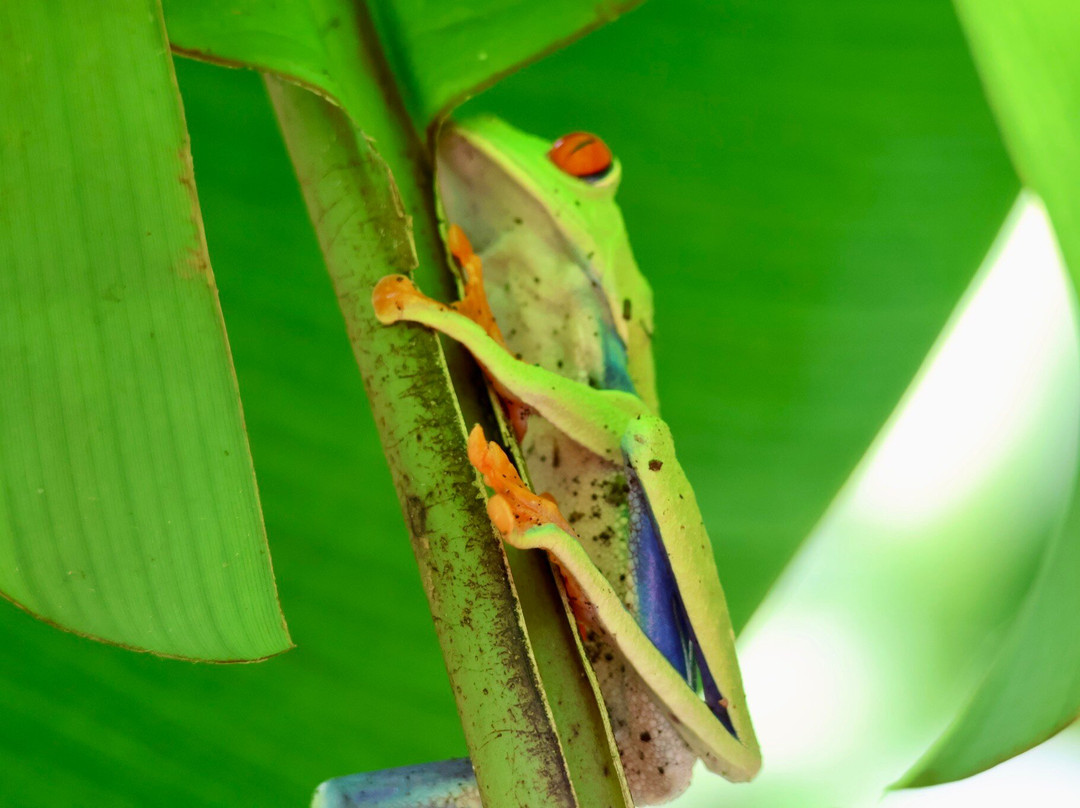 Bijagua Rainforest - Tours-Bijagua de Upala必去景点
