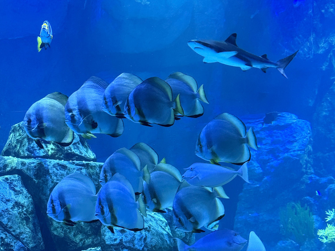 Marassi Aquarium & Underwater Zoo-Diyar Al Muharraq必去景点